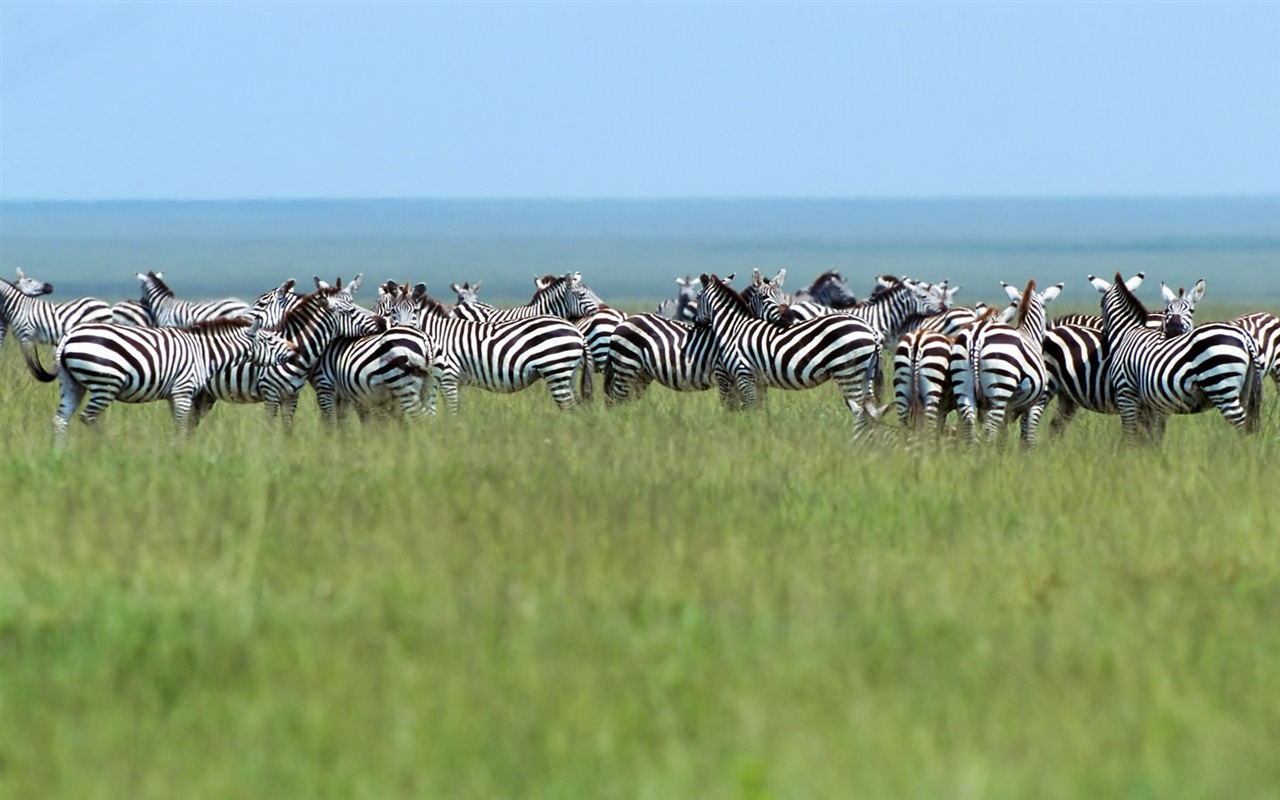 Zebra Photo Wallpaper #10 - 1280x800