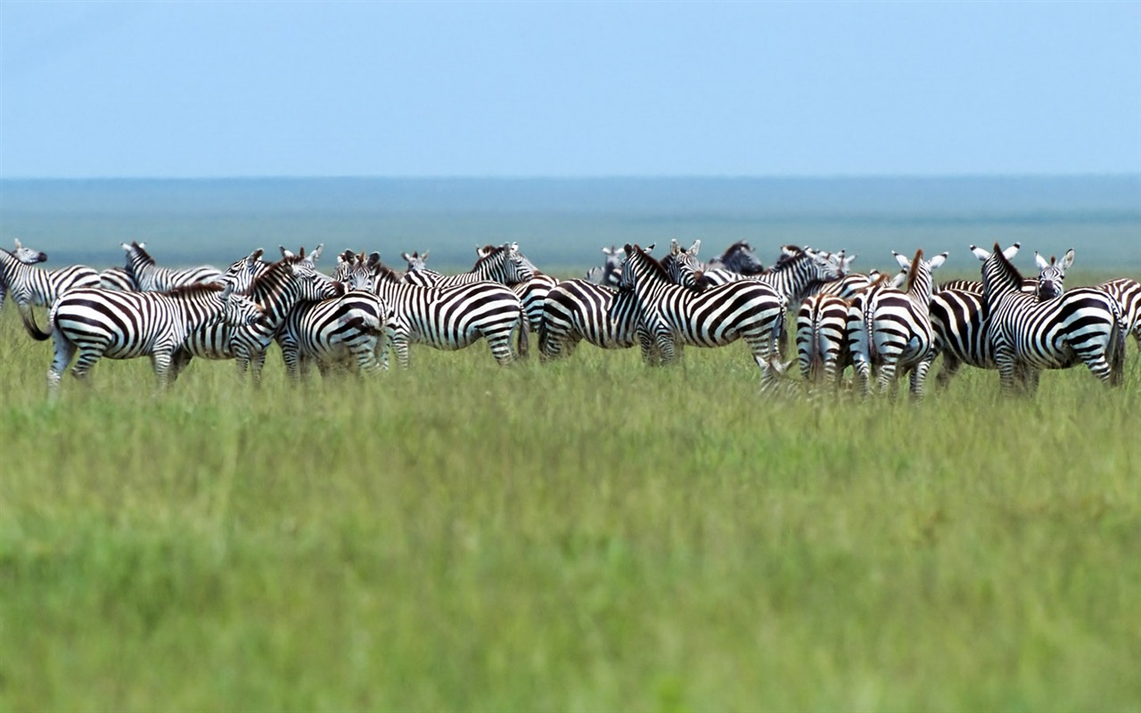 Fond d'écran photo Zebra #10 - 1280x800