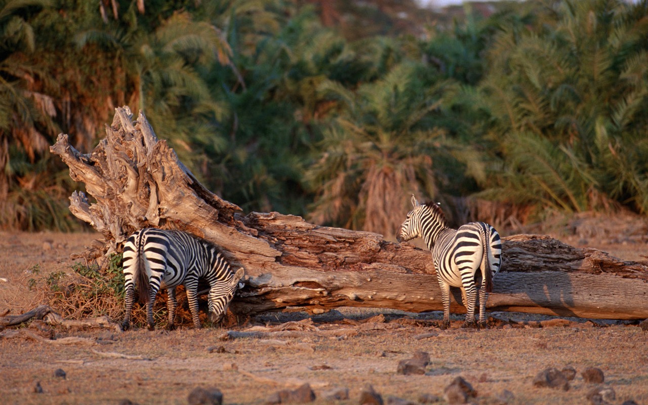 Zebra Foto Wallpaper #12 - 1280x800