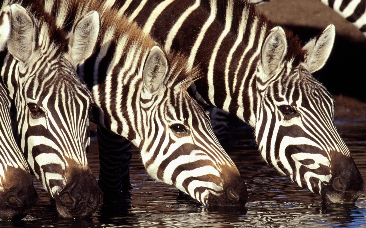 Zebra Foto Wallpaper #13 - 1280x800