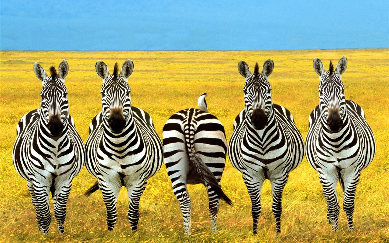 Zebra Foto Wallpaper #16 - 1280x800