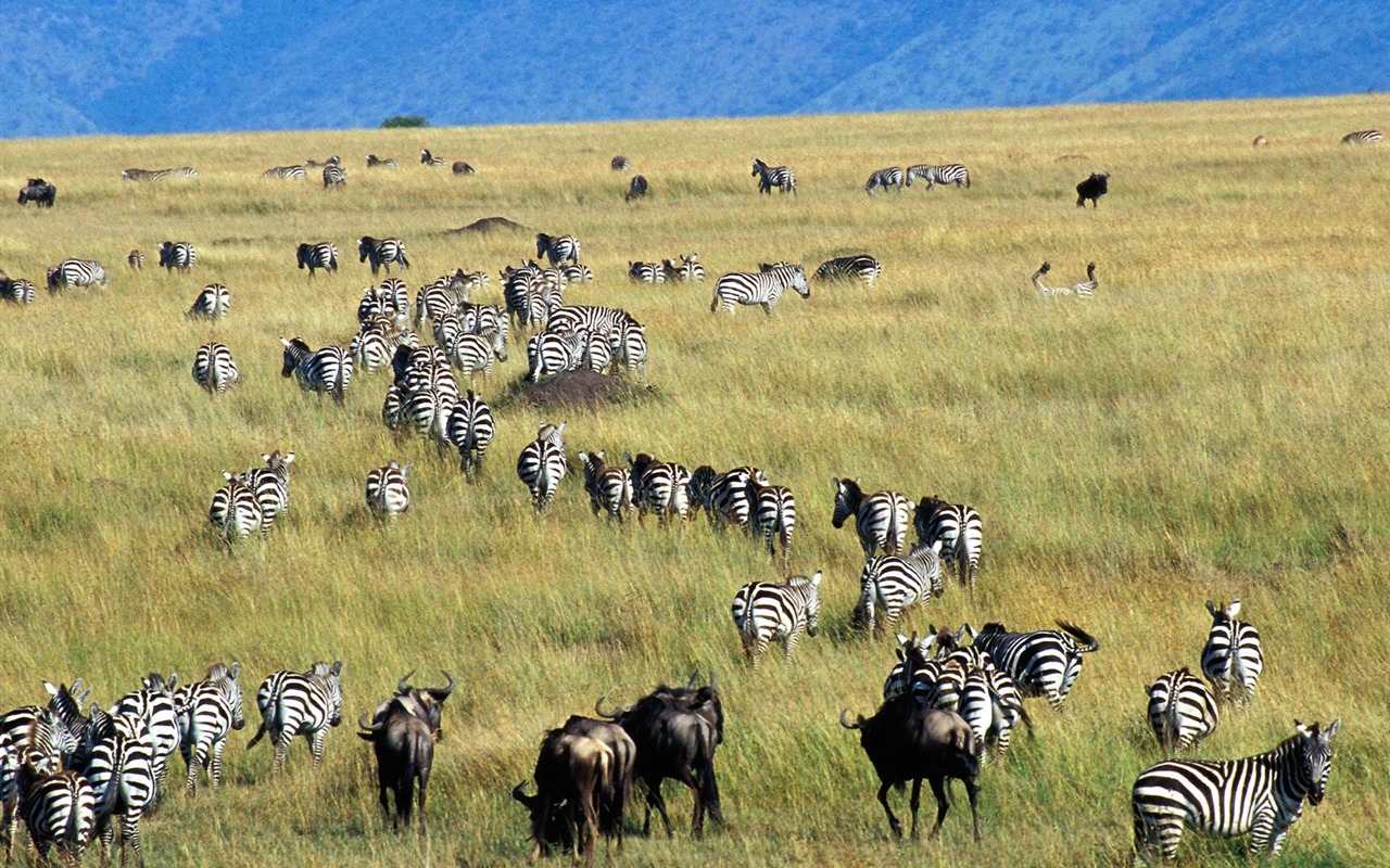 Zebra Photo Wallpaper #17 - 1280x800