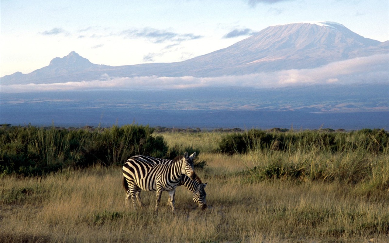 Zebra Foto Wallpaper #18 - 1280x800