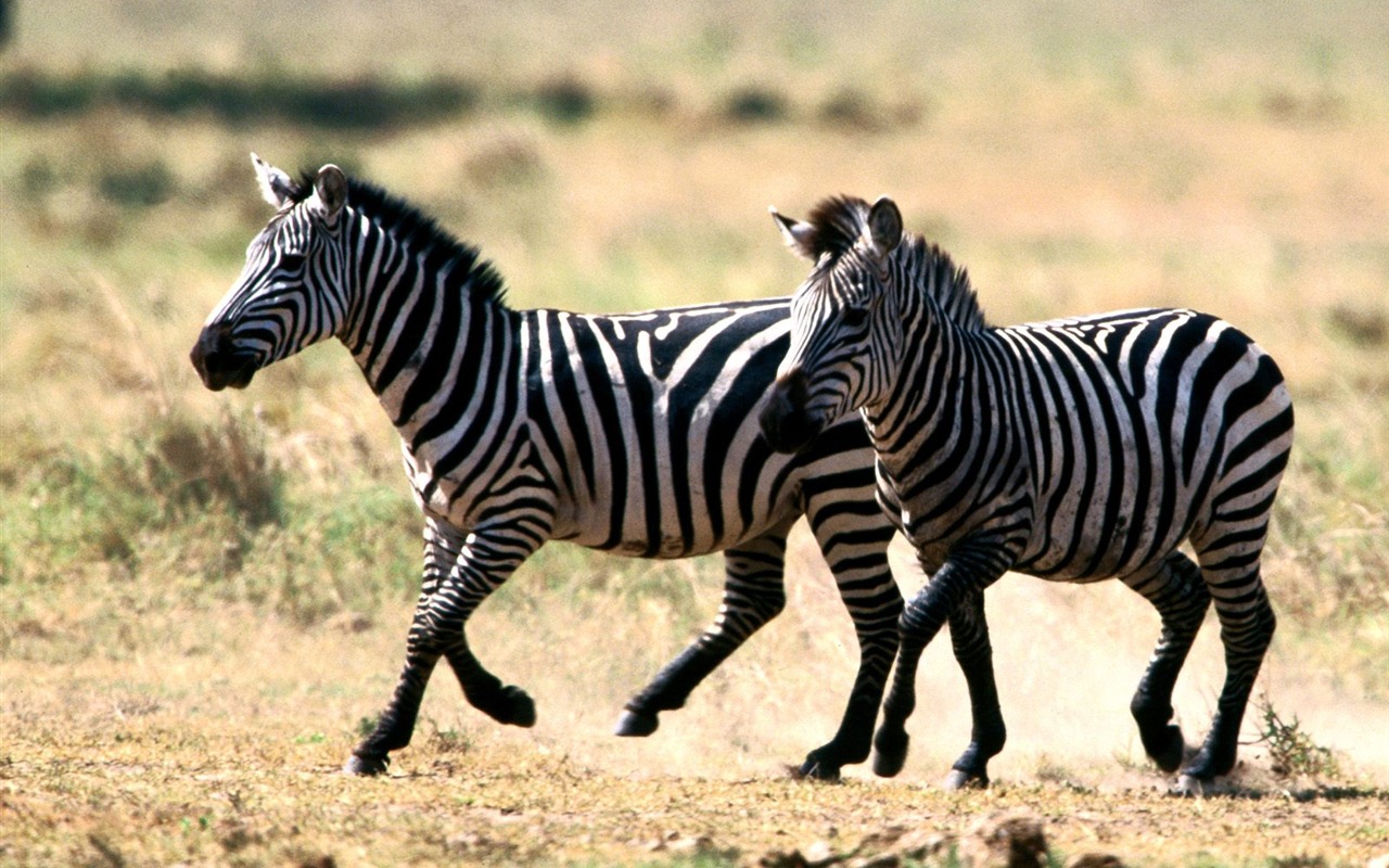 Zebra Foto Wallpaper #20 - 1280x800