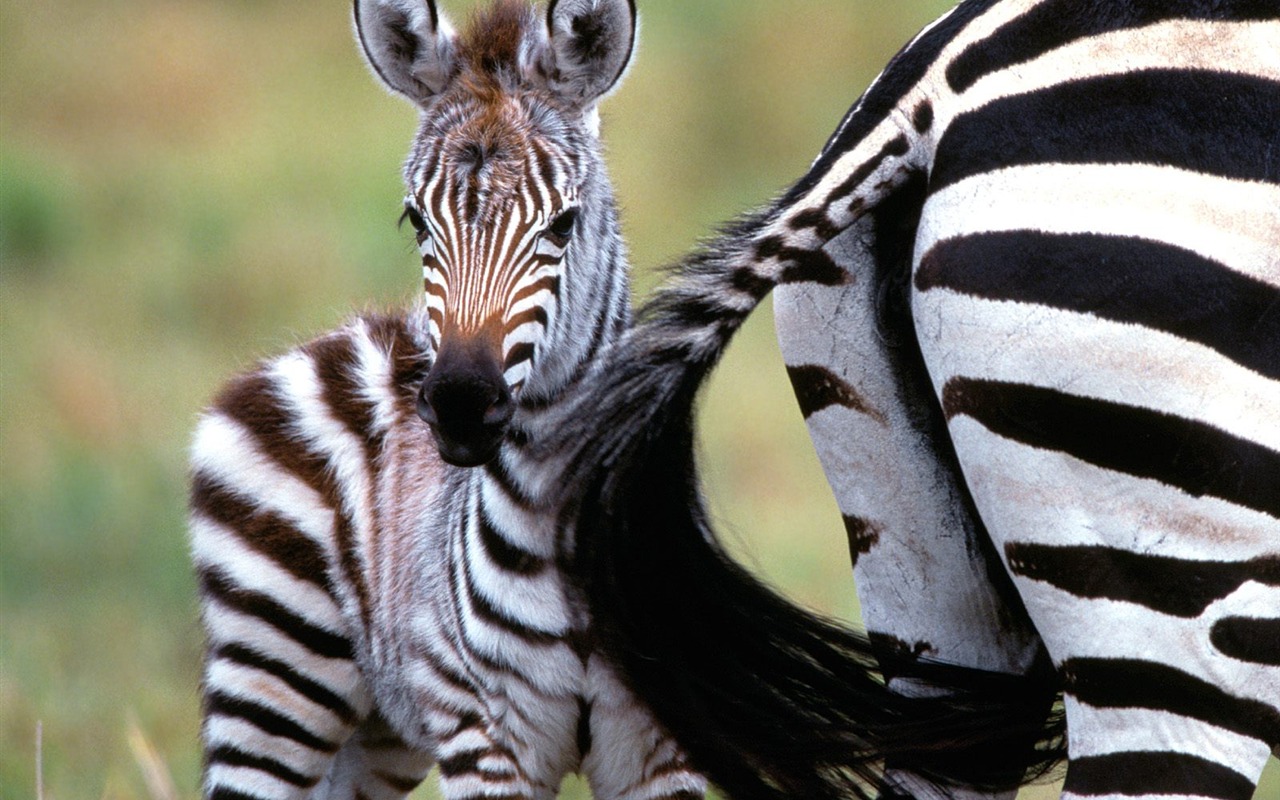 Fond d'écran photo Zebra #22 - 1280x800