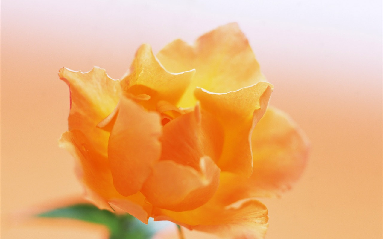 鮮花特寫(21) #10 - 1280x800