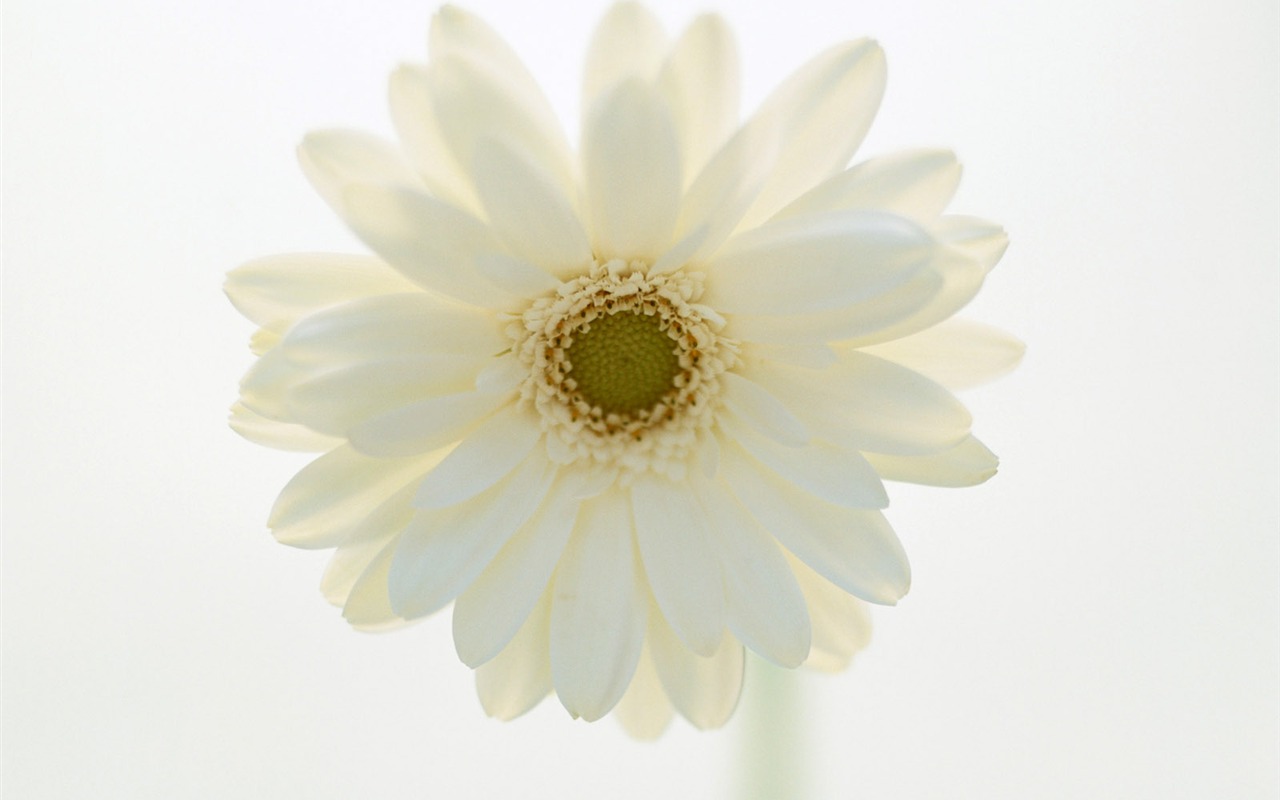 鮮花特寫(21) #11 - 1280x800