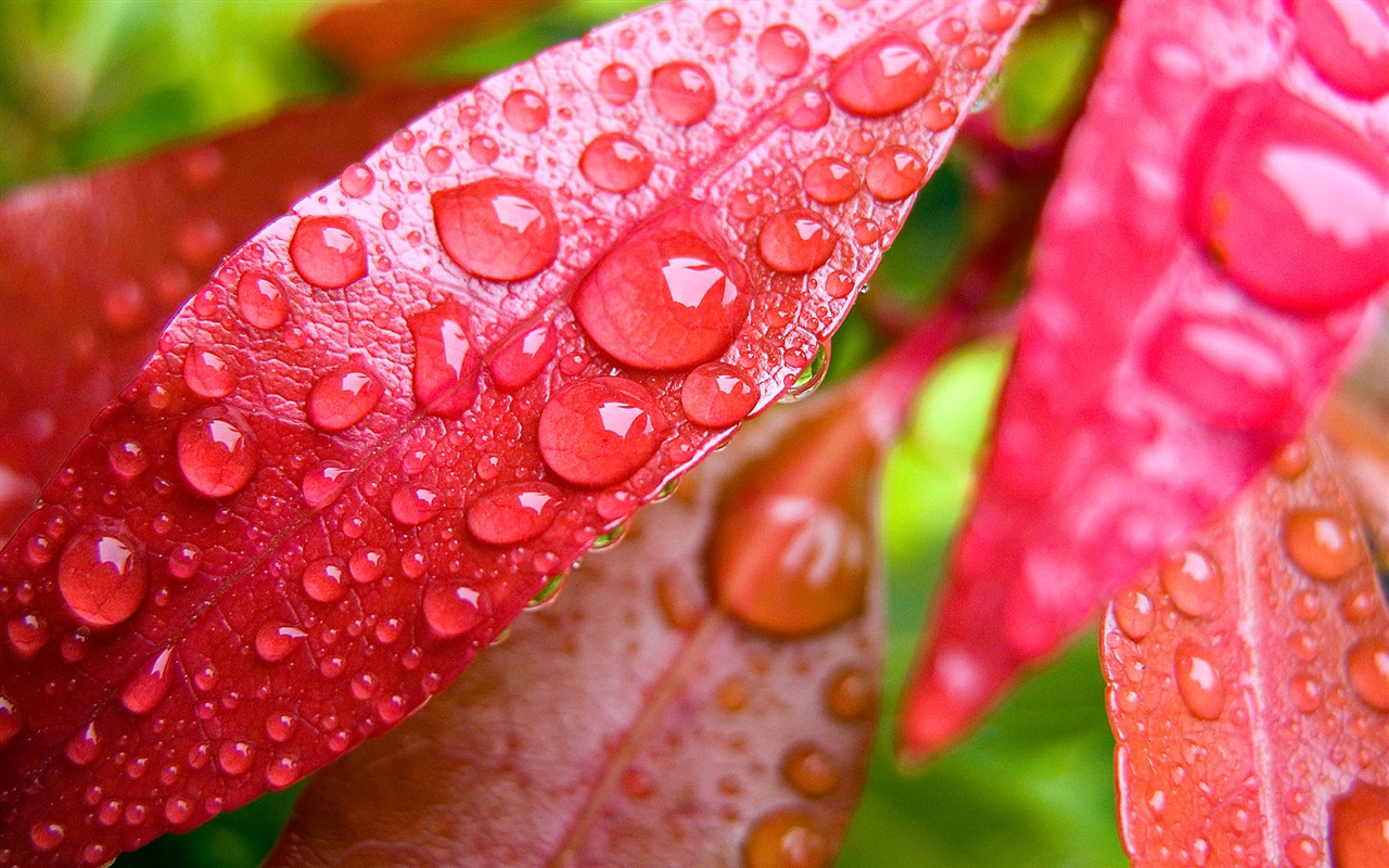 Foreign photography green leaf wallpaper (2) #1 - 1280x800