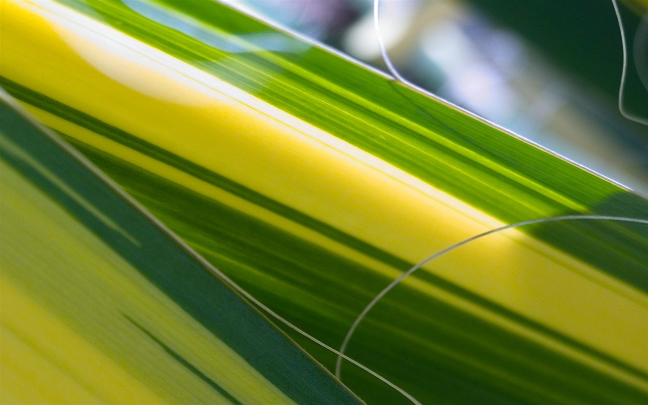 Foreign photography green leaf wallpaper (2) #6 - 1280x800