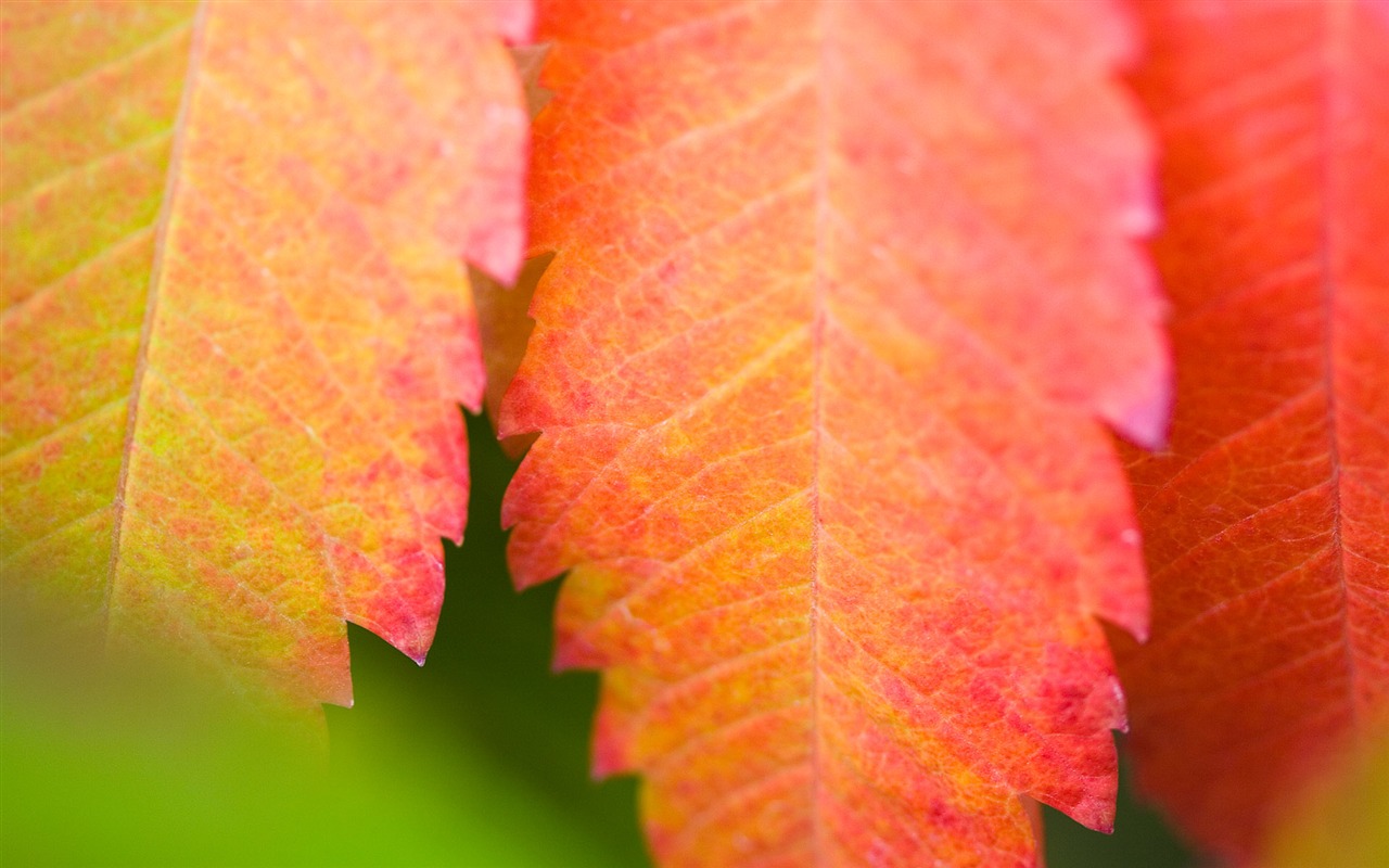 Foreign photography green leaf wallpaper (2) #12 - 1280x800