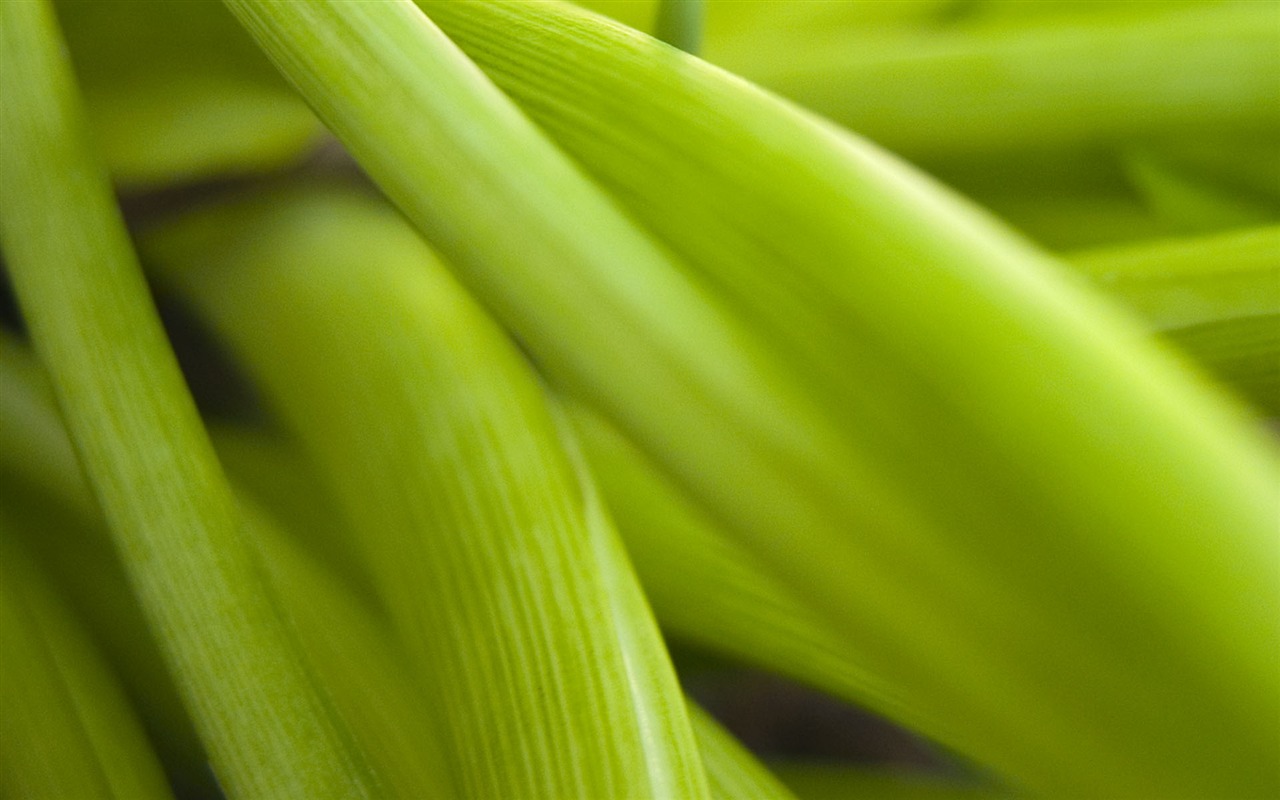 Foreign photography green leaf wallpaper (2) #13 - 1280x800