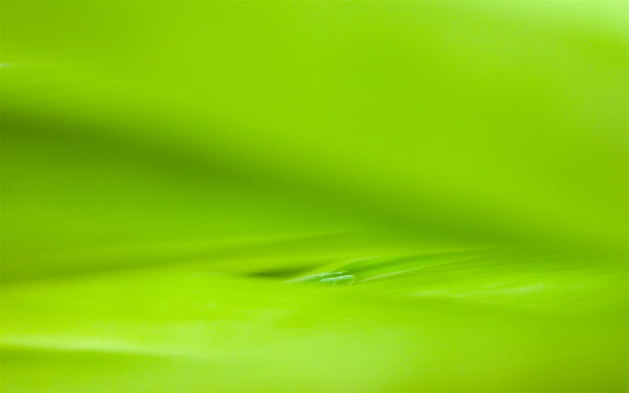 Foreign photography green leaf wallpaper (2) #15 - 1280x800