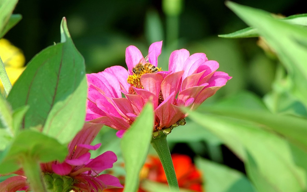Láska Bee Květinové tapetu (3) #1 - 1280x800