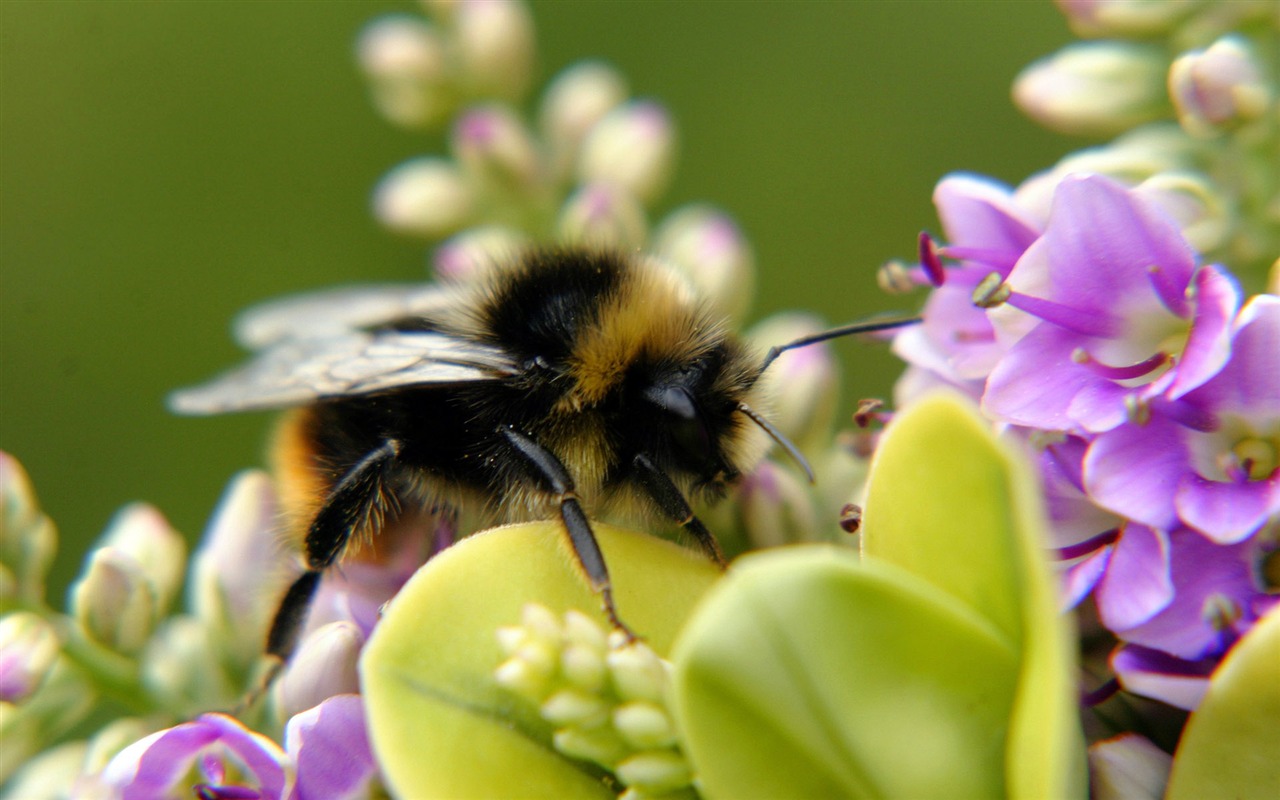 Láska Bee Květinové tapetu (3) #2 - 1280x800