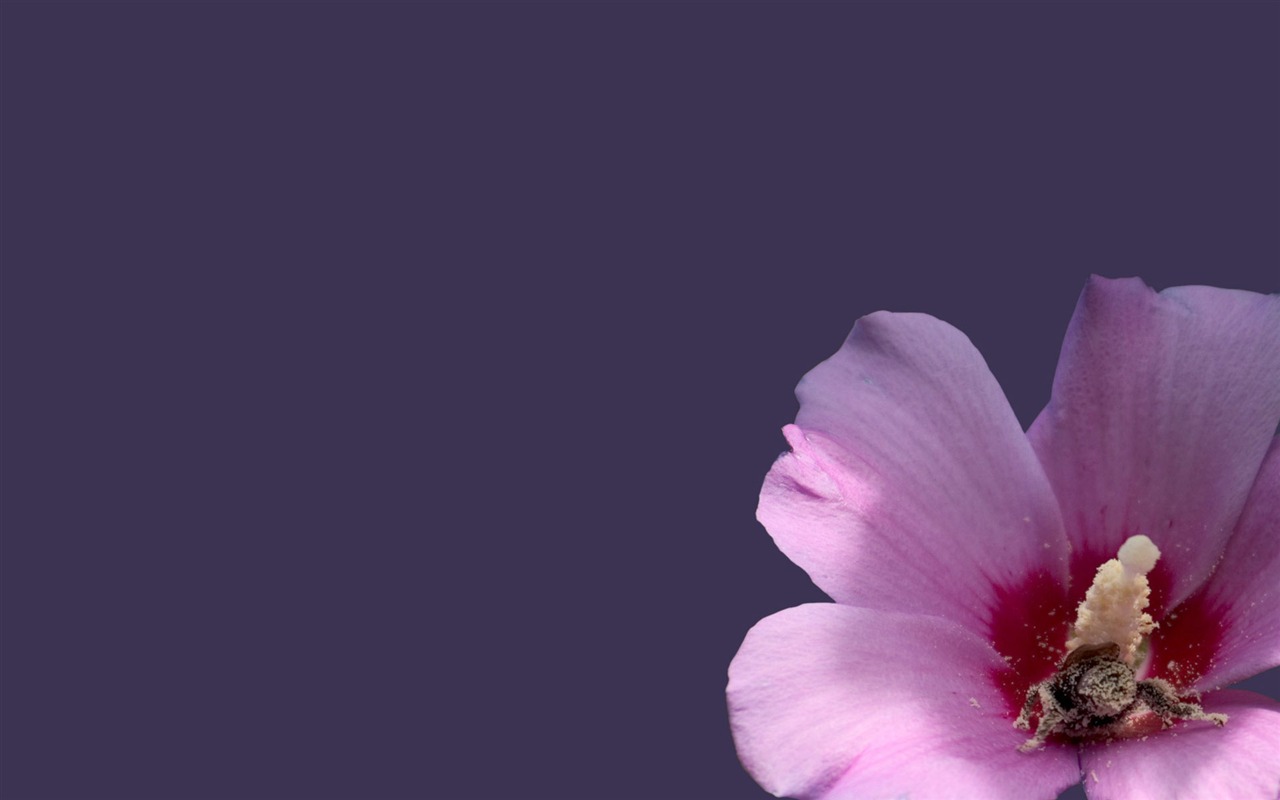 비 러브 꽃 벽지 (3) #4 - 1280x800