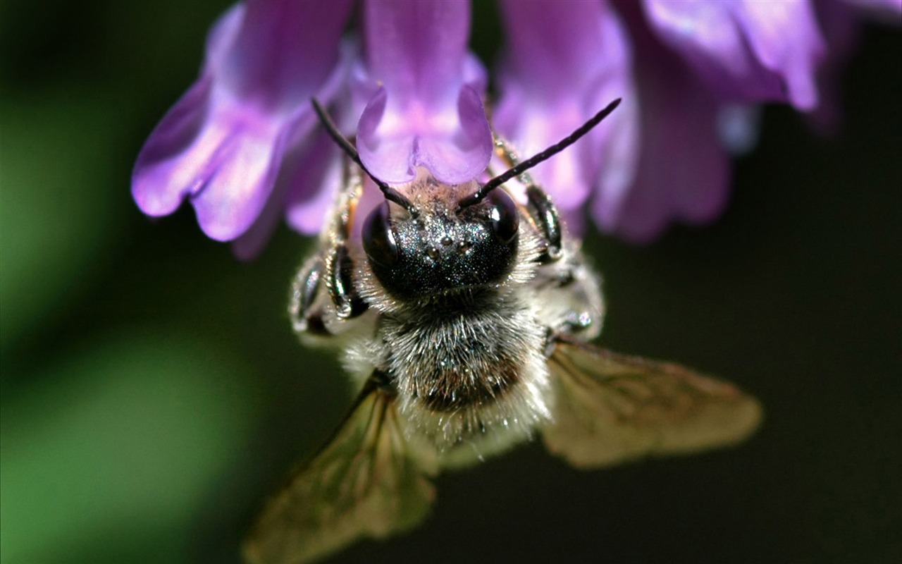Láska Bee Květinové tapetu (3) #7 - 1280x800