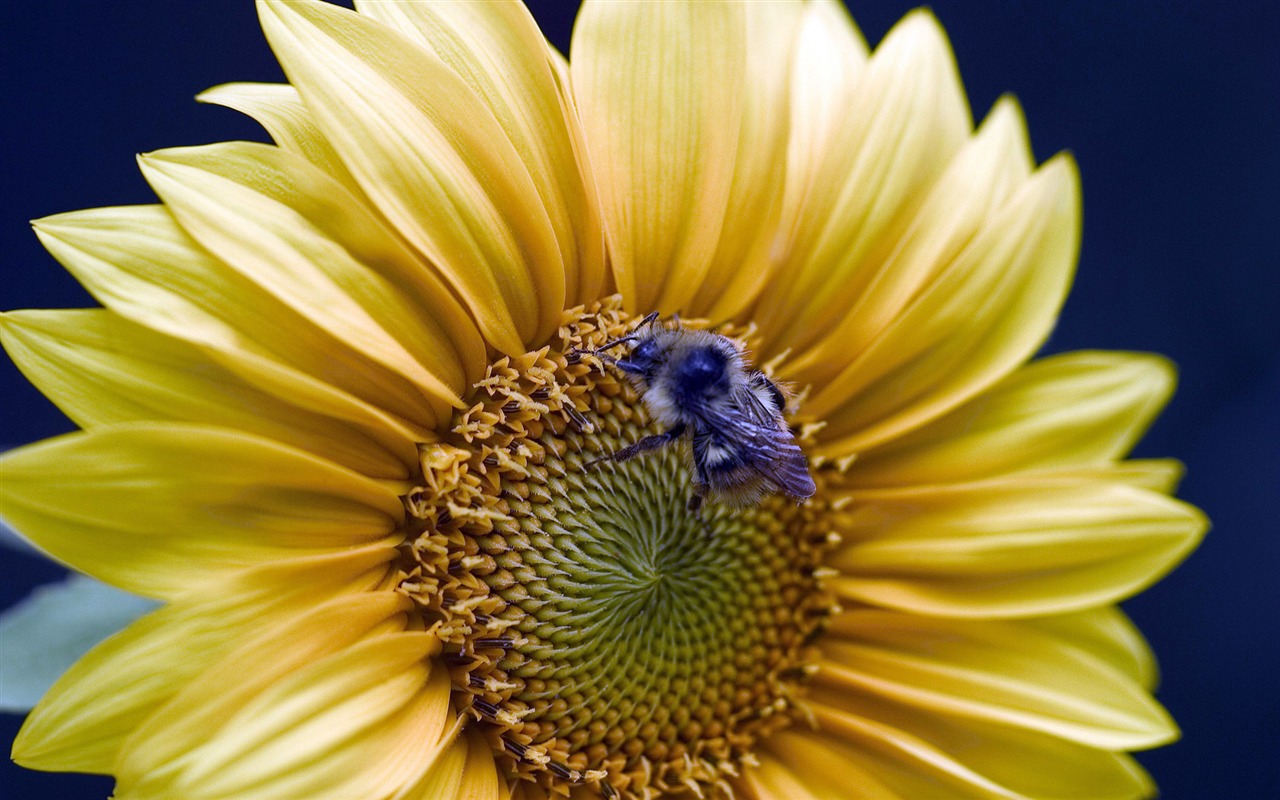 Láska Bee Květinové tapetu (3) #15 - 1280x800
