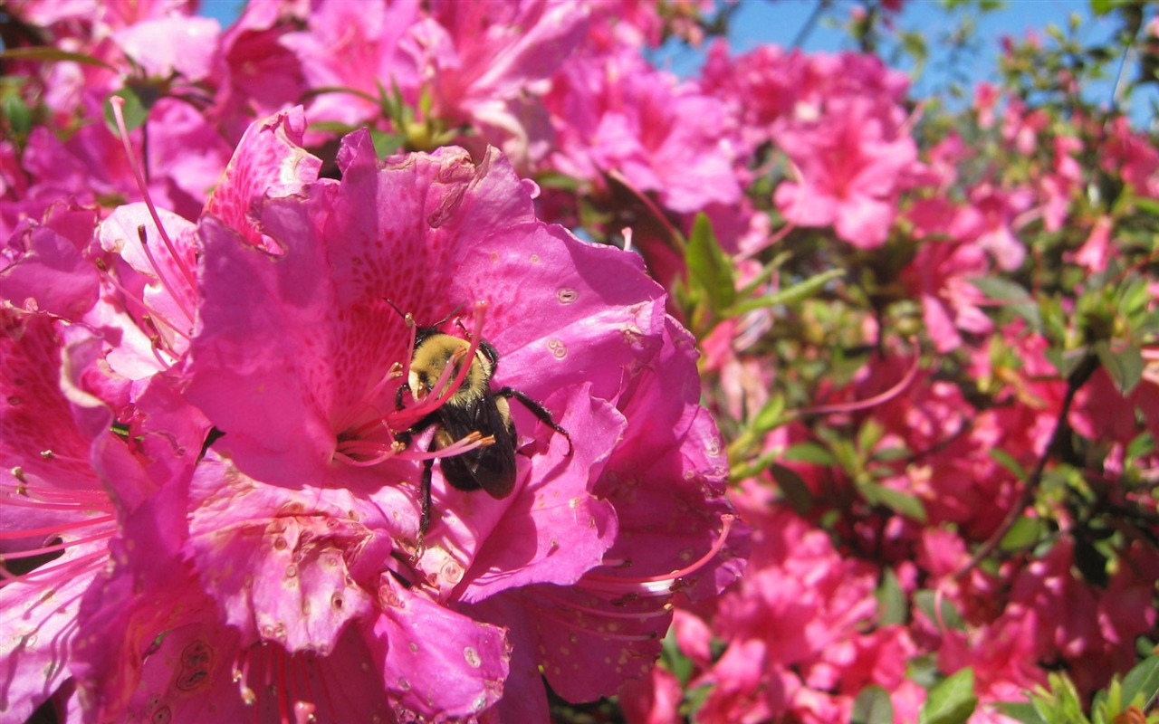 蜂花之恋壁纸专辑(三)16 - 1280x800