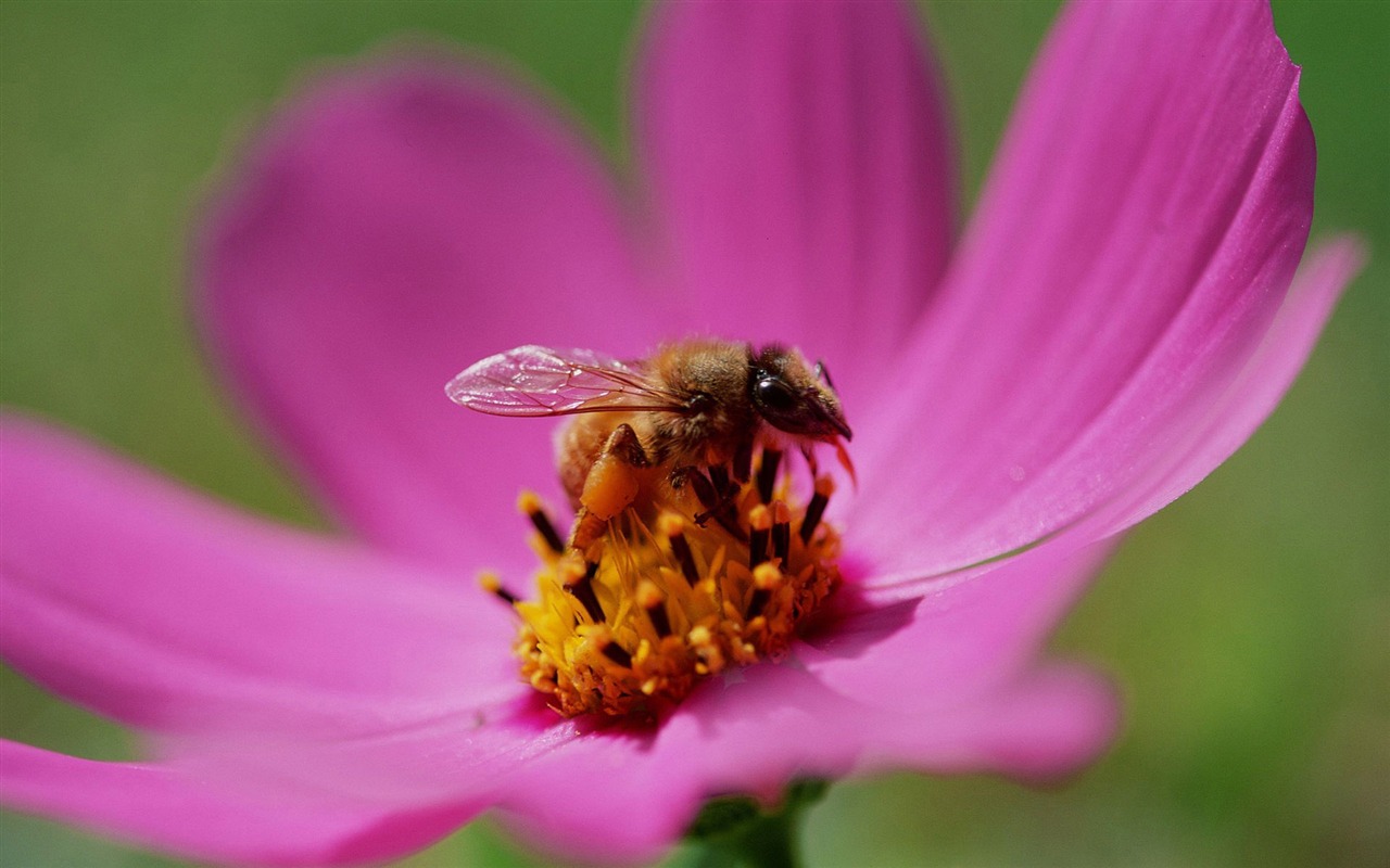 Love Bee Flower Wallpaper (3) #18 - 1280x800