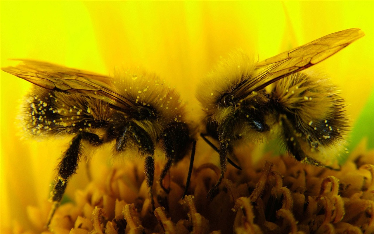 Love Bee Flower wallpaper (3) #19 - 1280x800