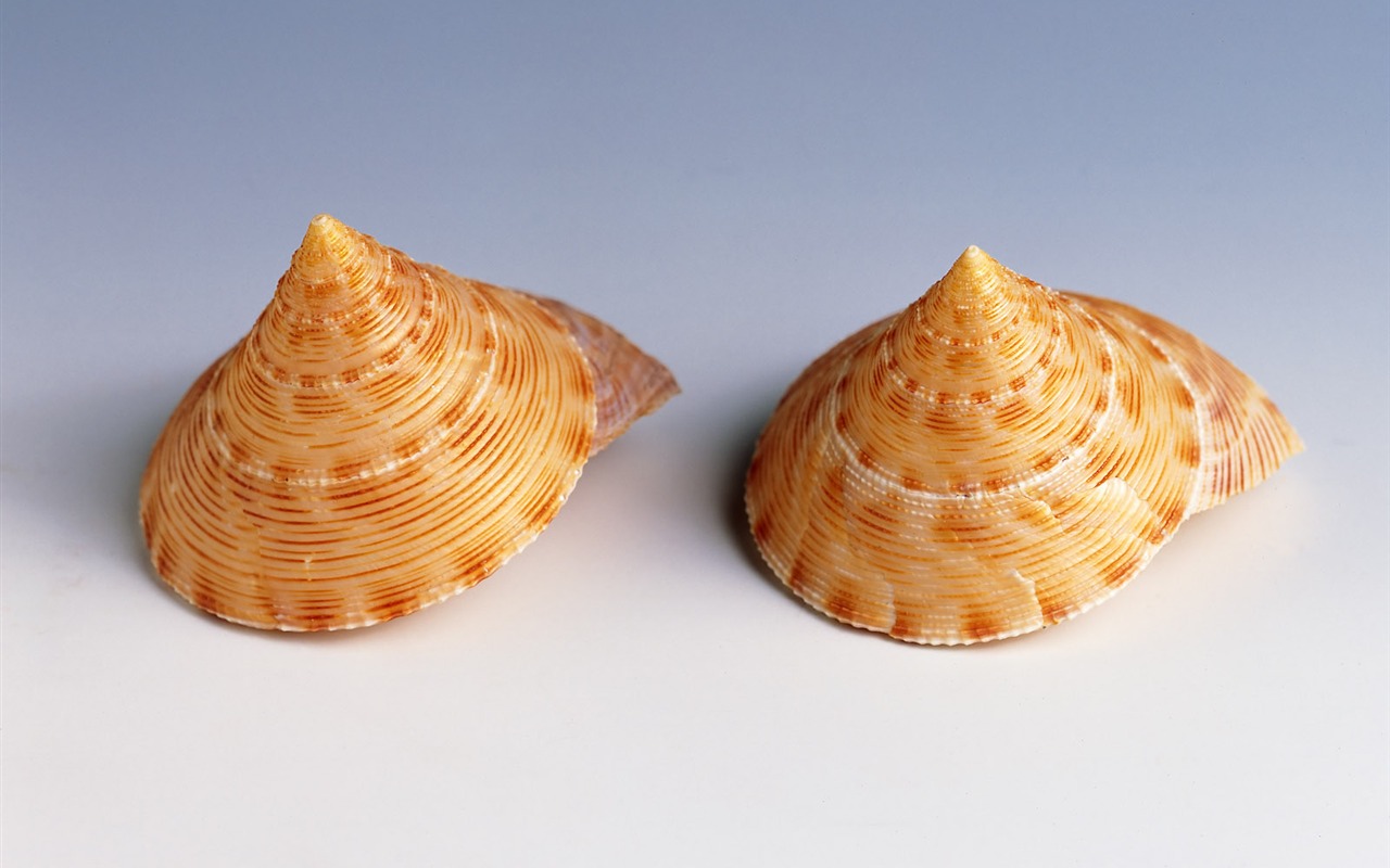Conch Shell wallpaper album (1) #6 - 1280x800