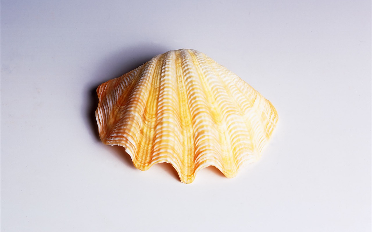贝壳海螺壁纸专辑(一)8 - 1280x800