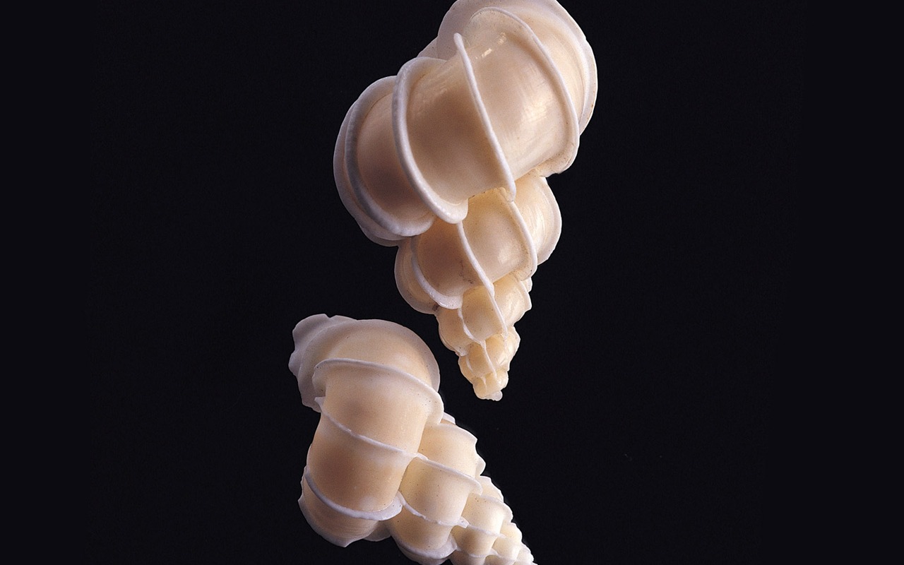Conch Shell wallpaper album (1) #9 - 1280x800