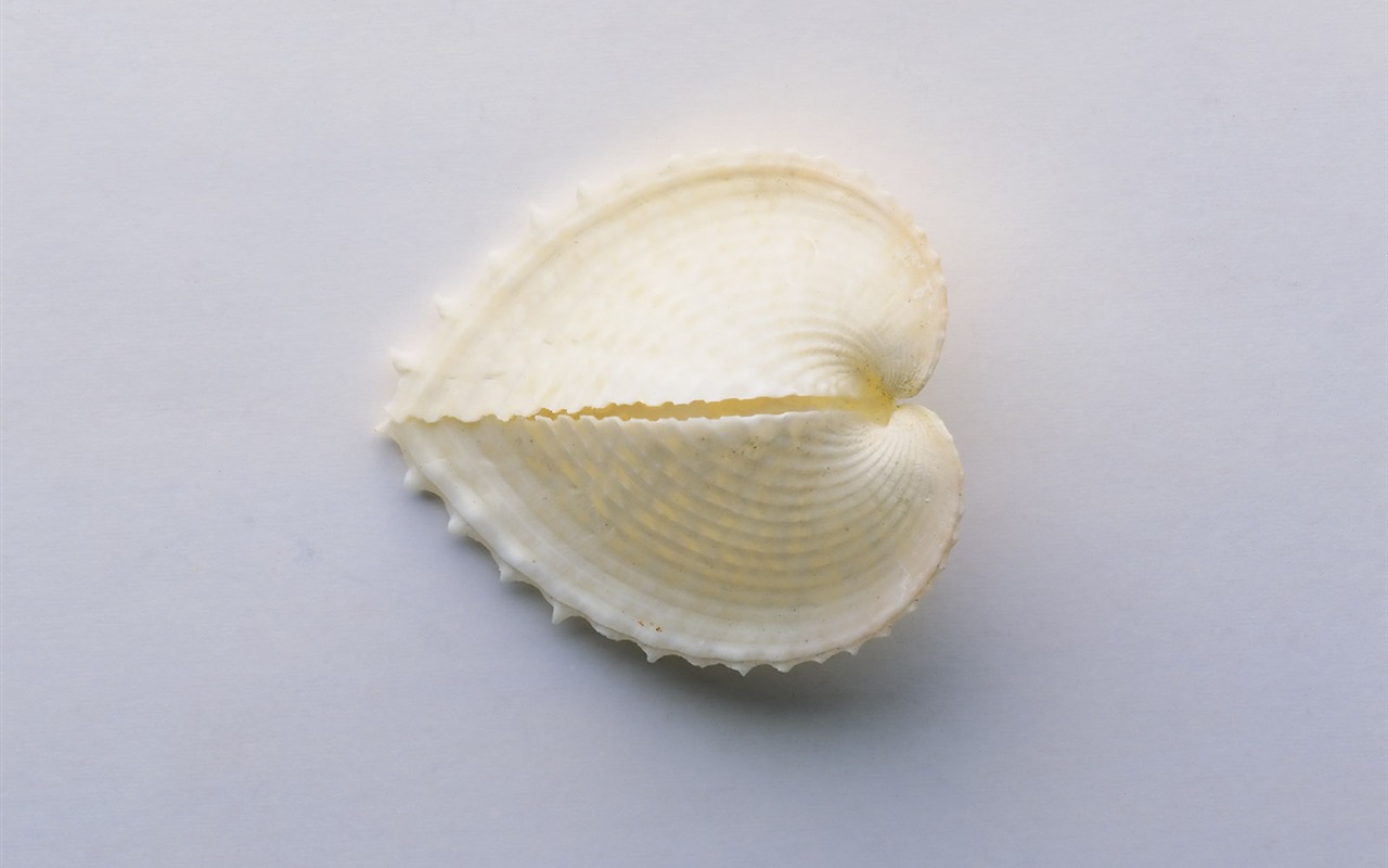 贝壳海螺壁纸专辑(一)12 - 1280x800