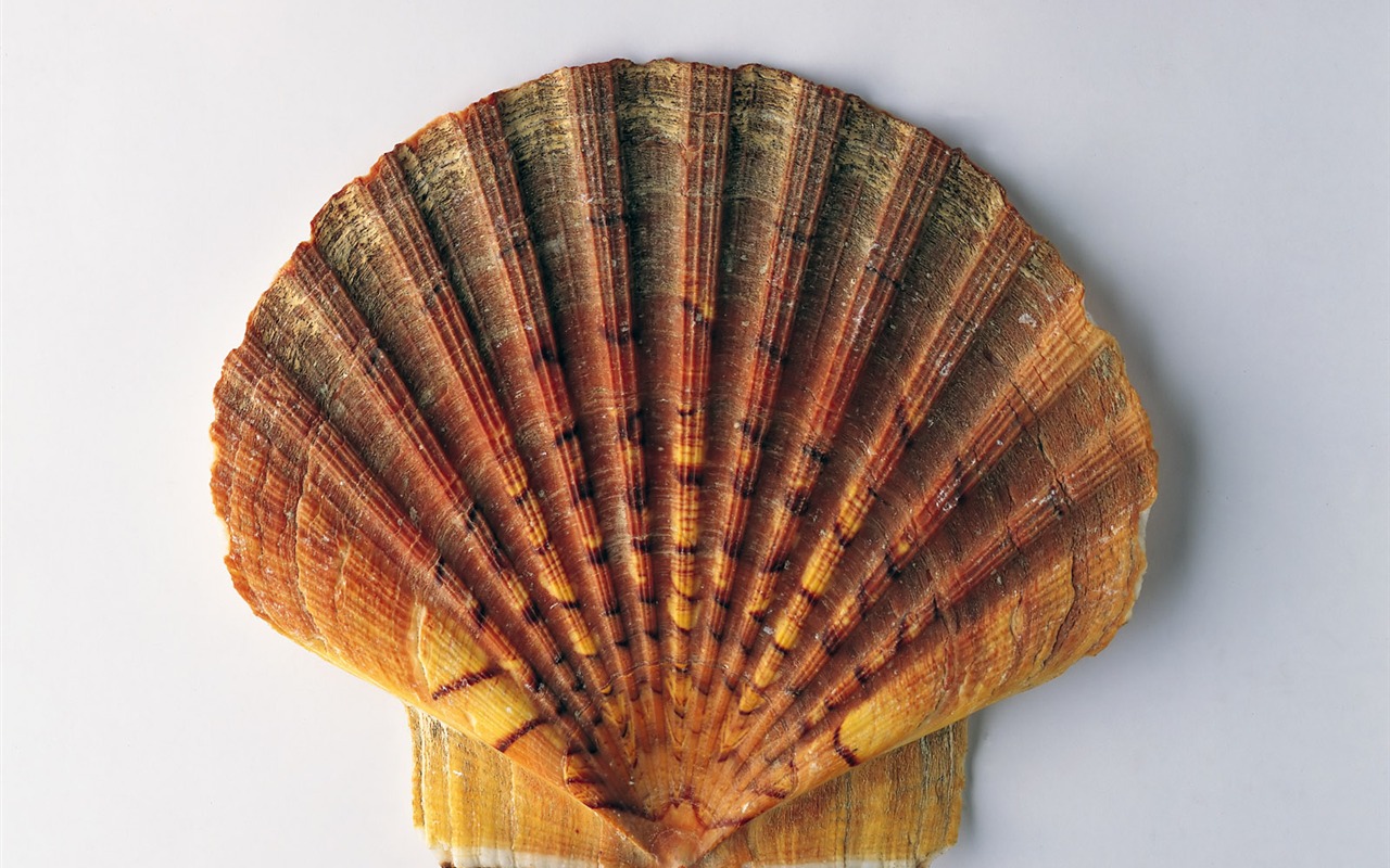Conch Shell wallpaper album (1) #14 - 1280x800