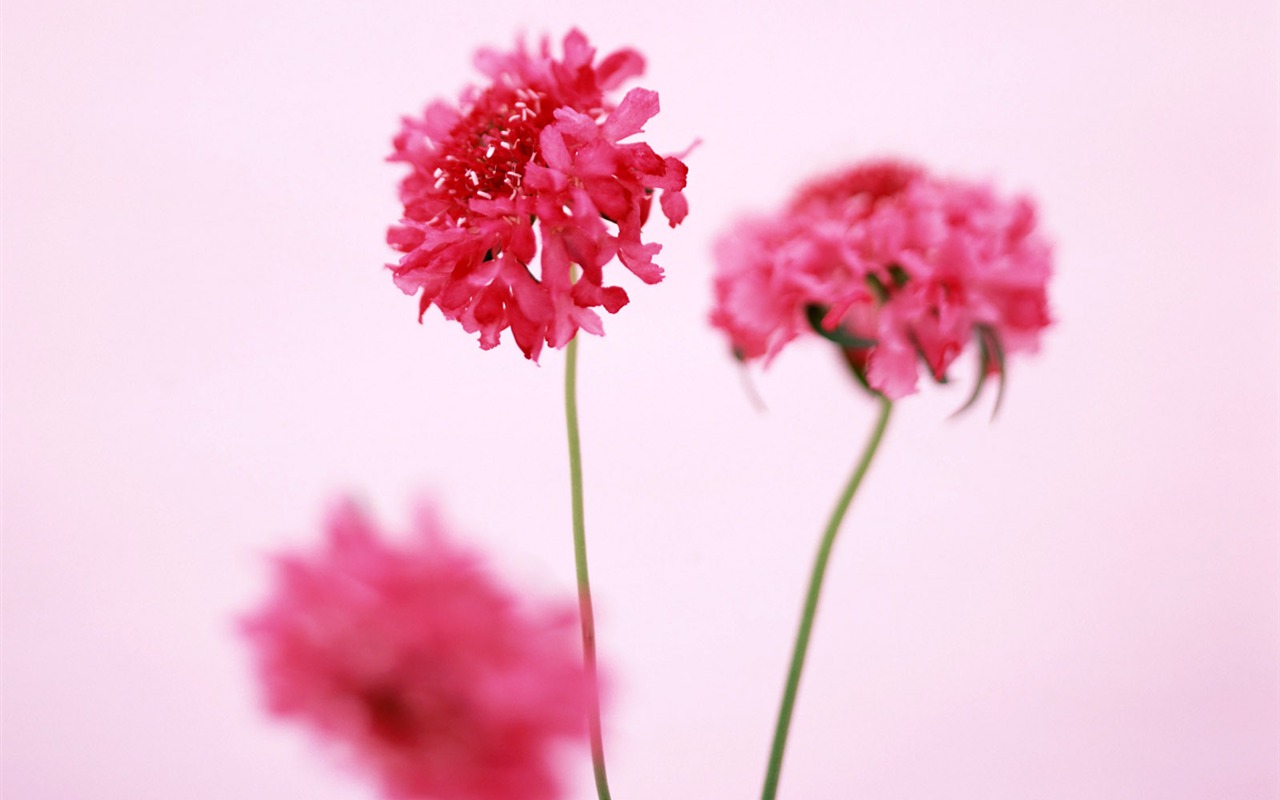 鮮花特寫(22) #4 - 1280x800