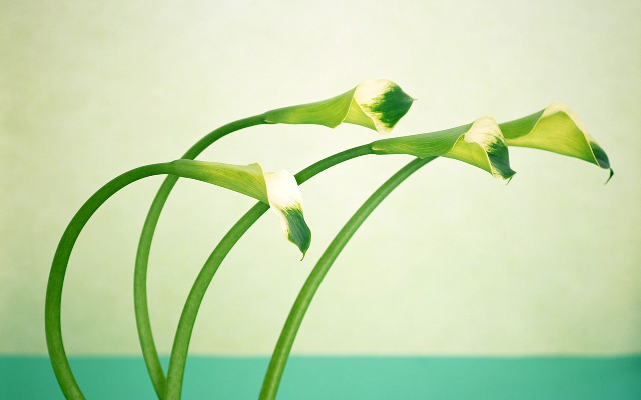 鮮花特寫(22) #17 - 1280x800