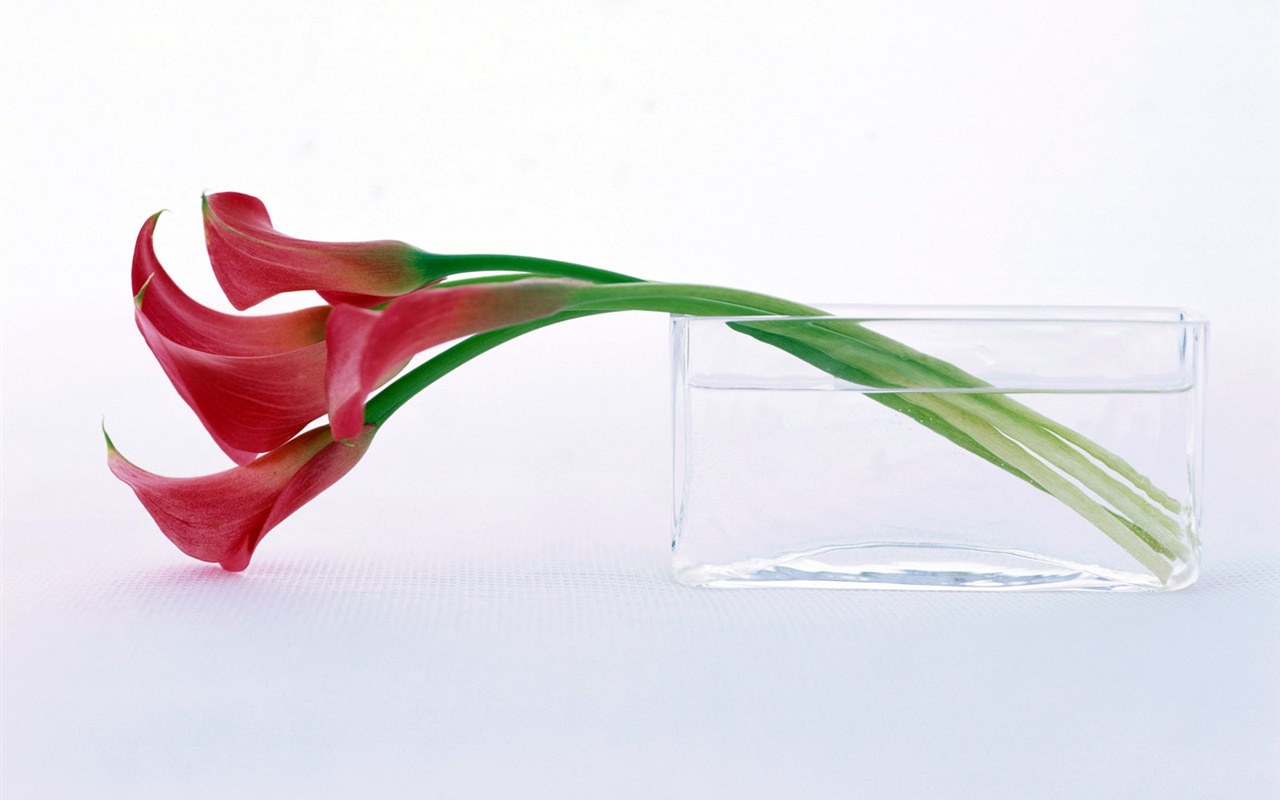 鮮花特寫(22) #18 - 1280x800
