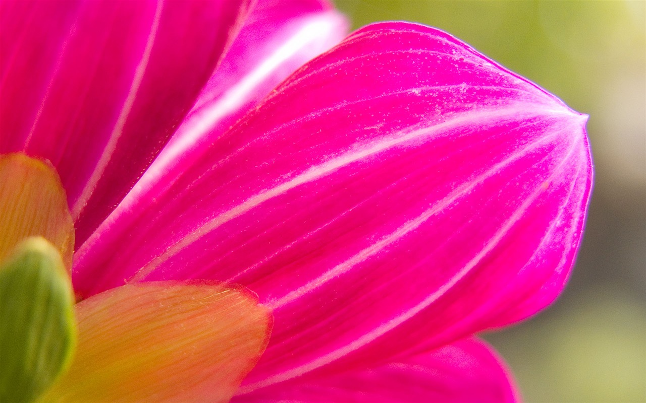 Fonds d'écran Fleurs étrangères Photographie #2 - 1280x800