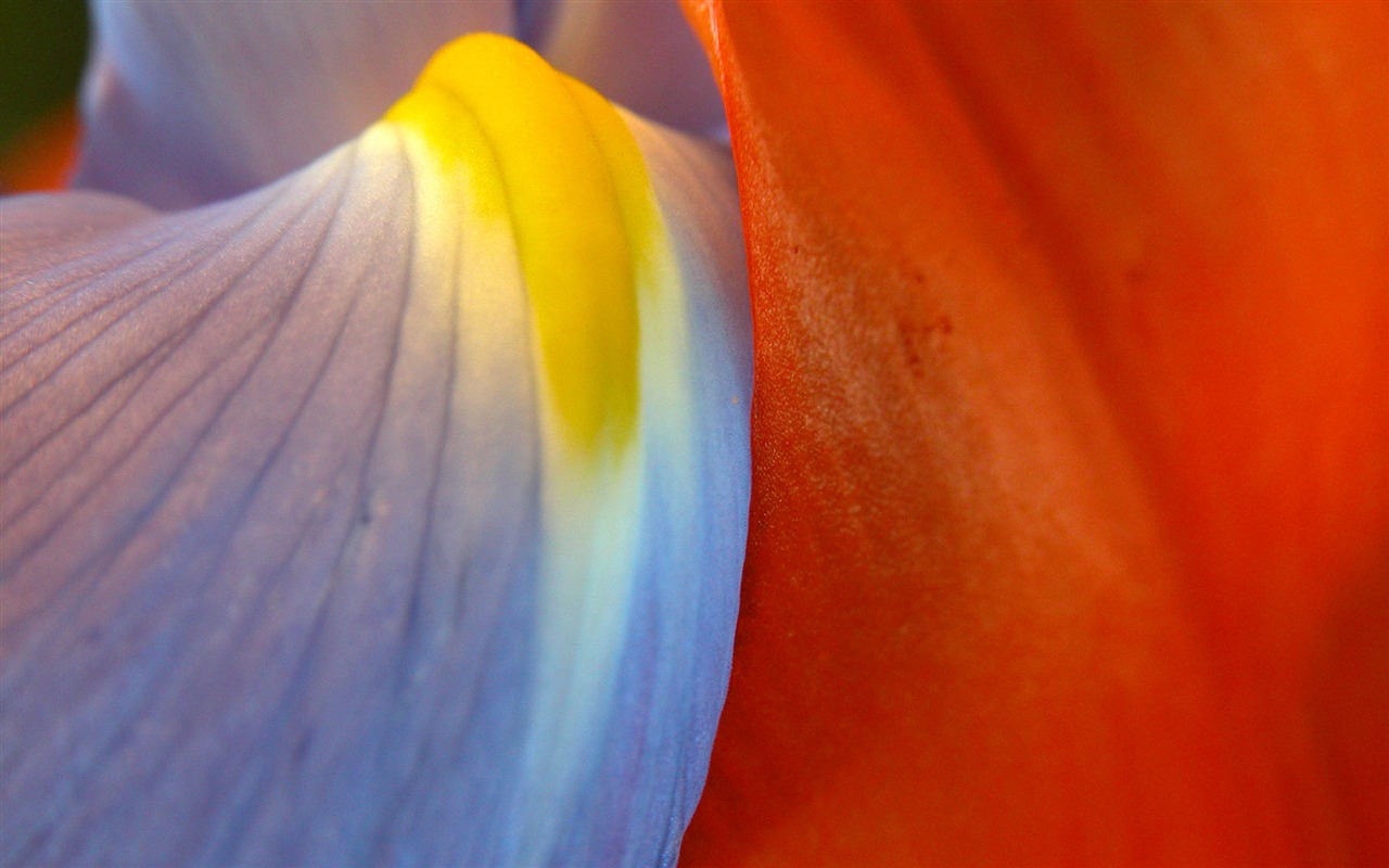 Fonds d'écran Fleurs étrangères Photographie #12 - 1280x800