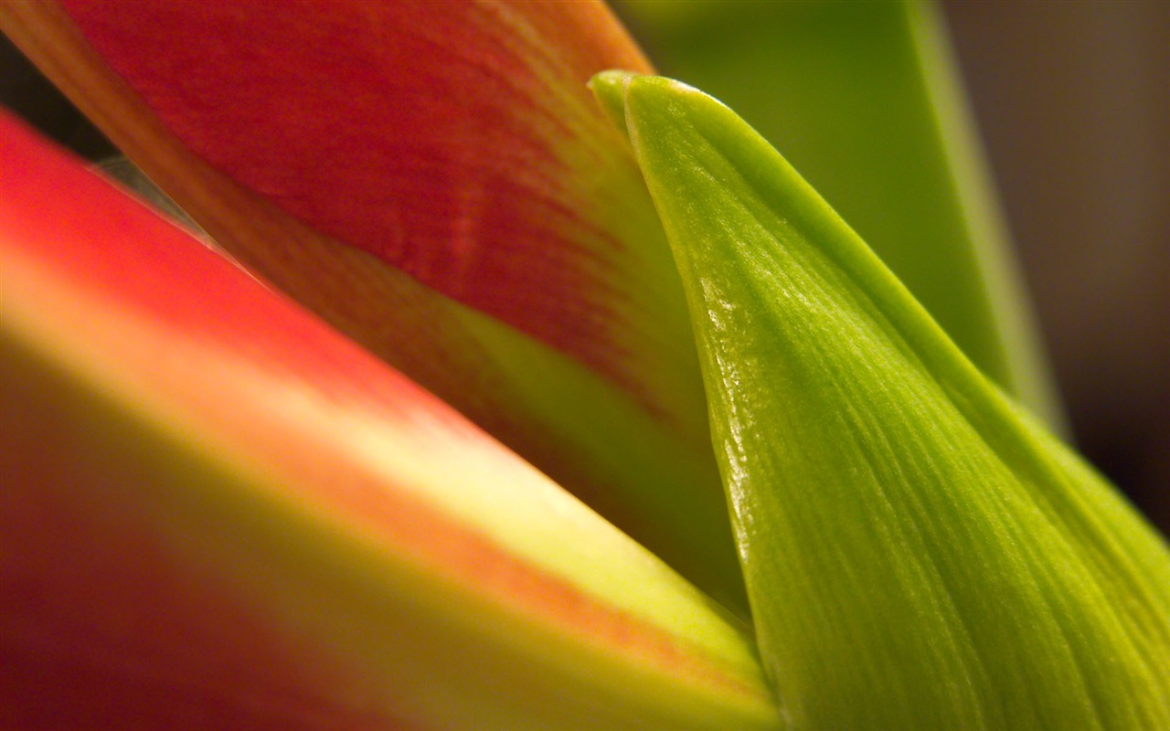 Fonds d'écran Fleurs étrangères Photographie #13 - 1280x800