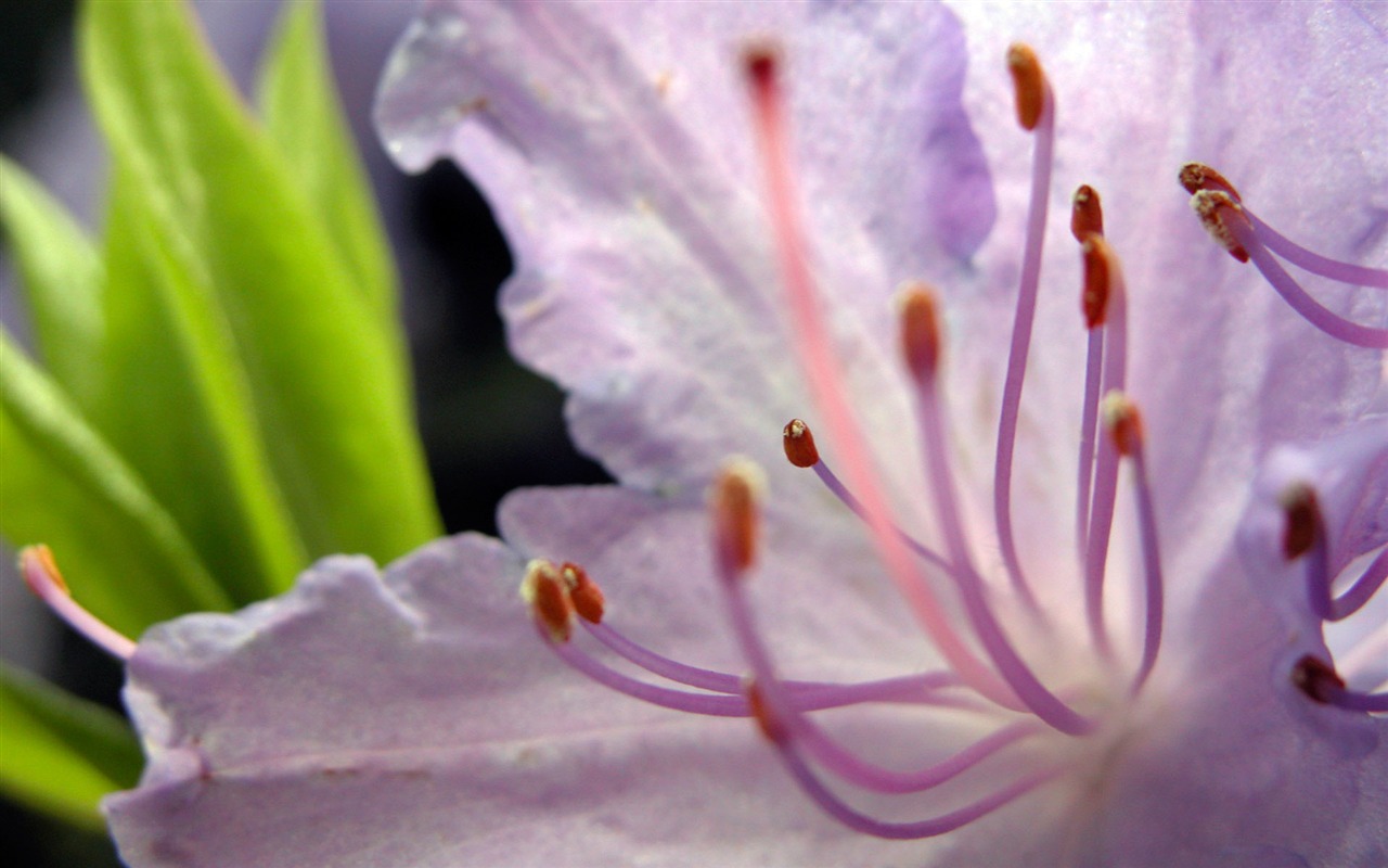 Fonds d'écran Fleurs étrangères Photographie #15 - 1280x800