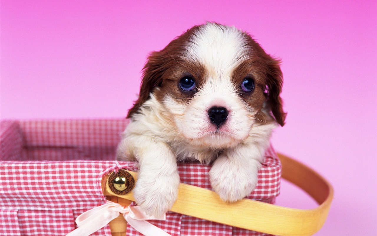 1600 dog photo wallpaper (7) #18 - 1280x800