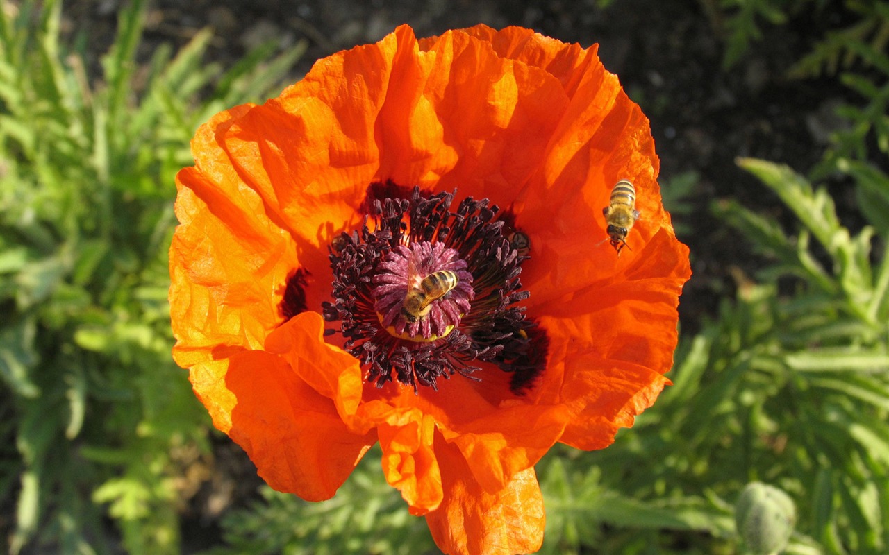 Láska Bee Květinové tapetu (4) #2 - 1280x800
