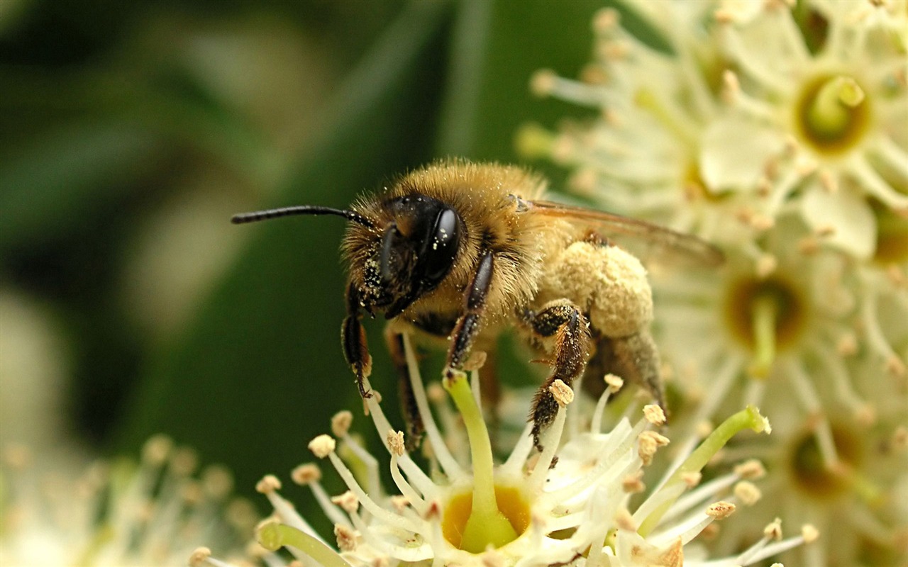 Láska Bee Květinové tapetu (4) #4 - 1280x800