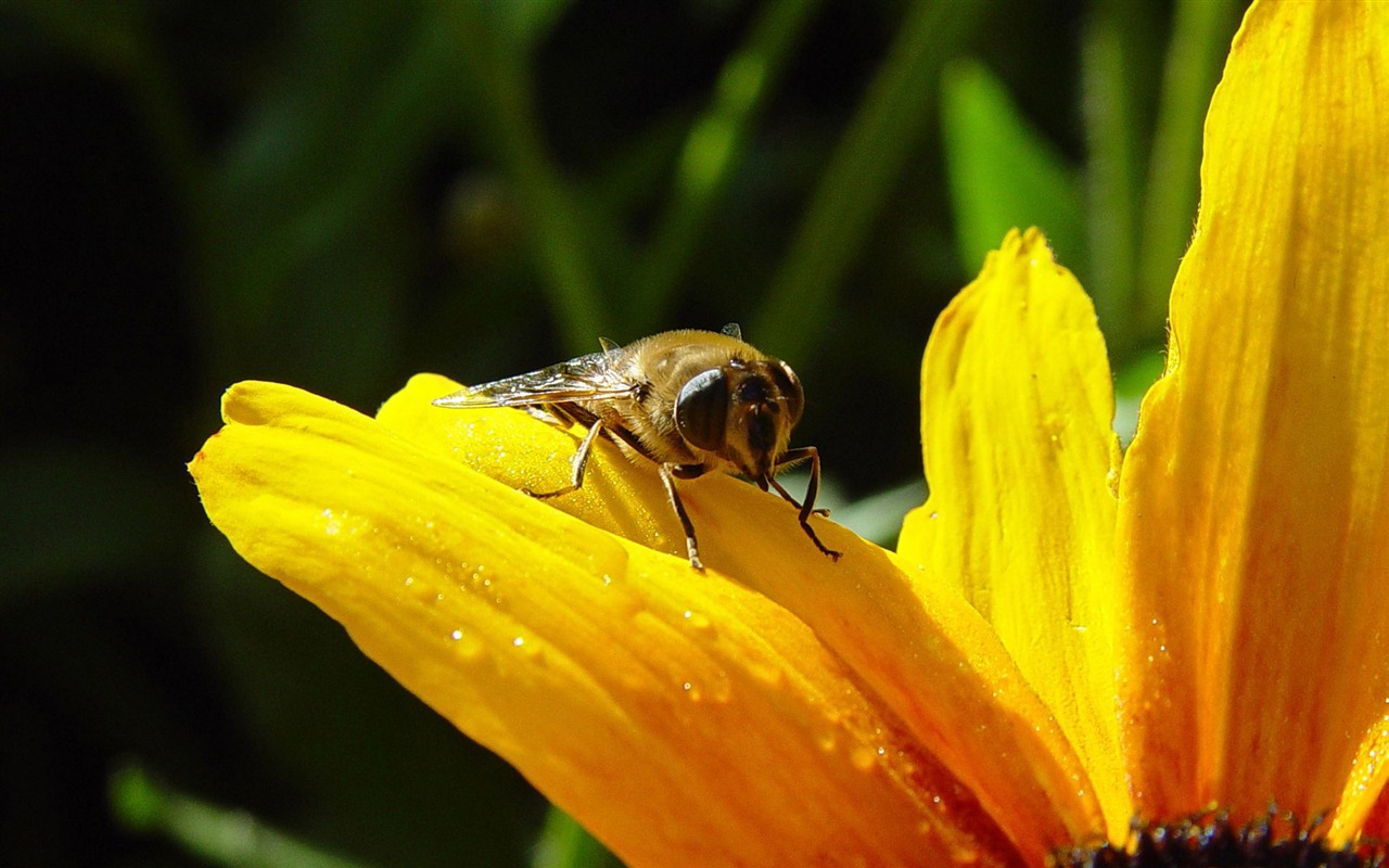 Láska Bee Květinové tapetu (4) #5 - 1280x800