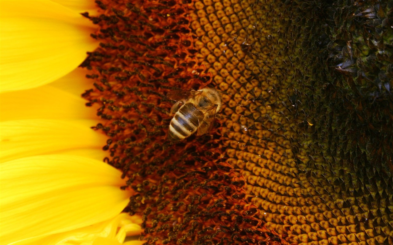 Love Bee Flower Wallpaper (4) #6 - 1280x800