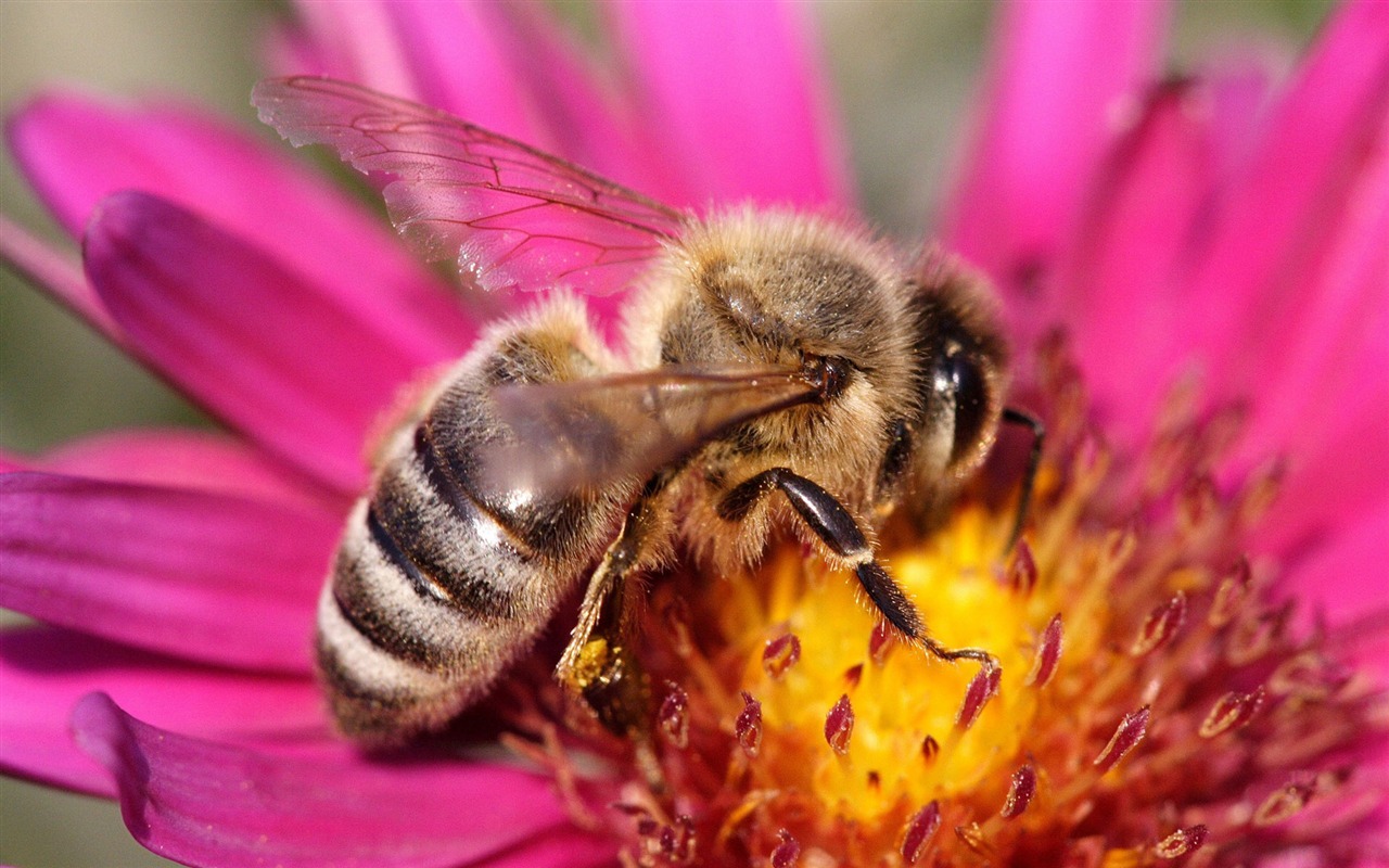 Love Bee Flower Wallpaper (4) #11 - 1280x800