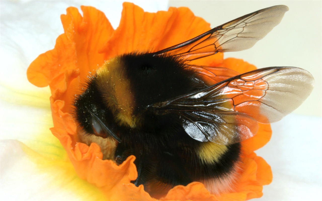 Love Bee Flower Wallpaper (4) #17 - 1280x800