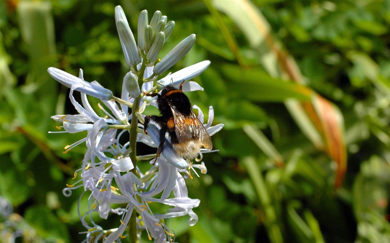 Love Bee Flower Wallpaper (4) #18 - 1280x800