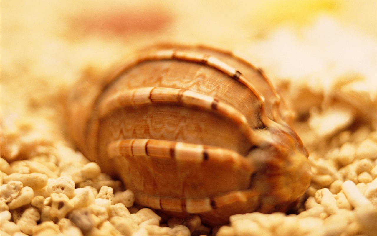 Conch Shell wallpaper album (2) #1 - 1280x800