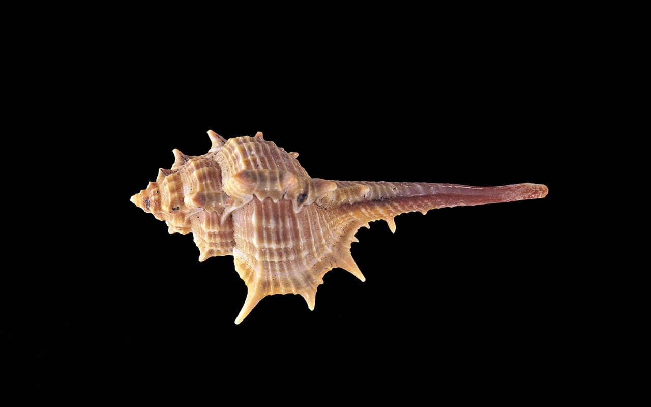 Conch Shell wallpaper album (2) #4 - 1280x800