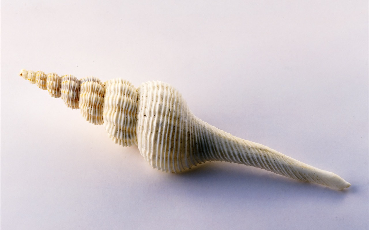 Conch Shell wallpaper album (2) #6 - 1280x800