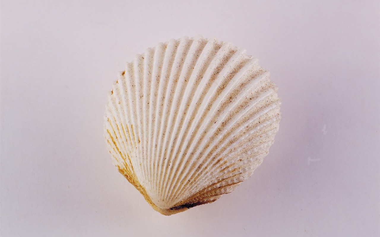 Conch Shell wallpaper album (2) #7 - 1280x800