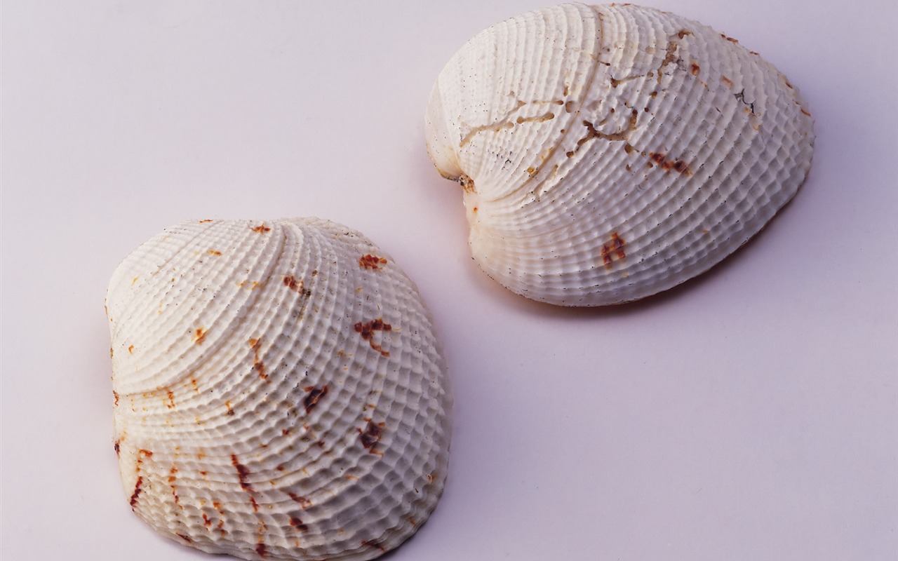 Conch Shell wallpaper album (2) #10 - 1280x800