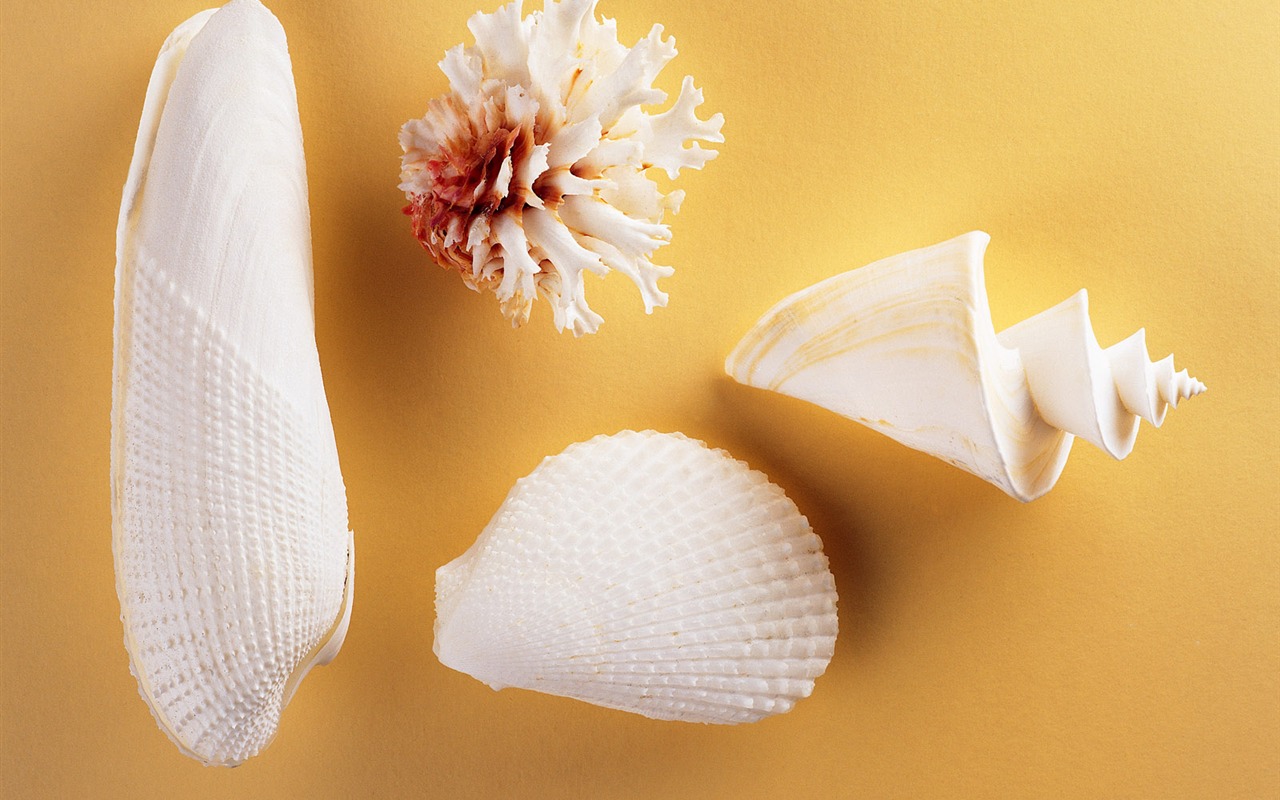 Conch Shell wallpaper album (2) #17 - 1280x800